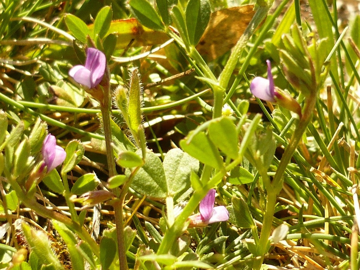 Vicia lathyroides (Fabaceae)